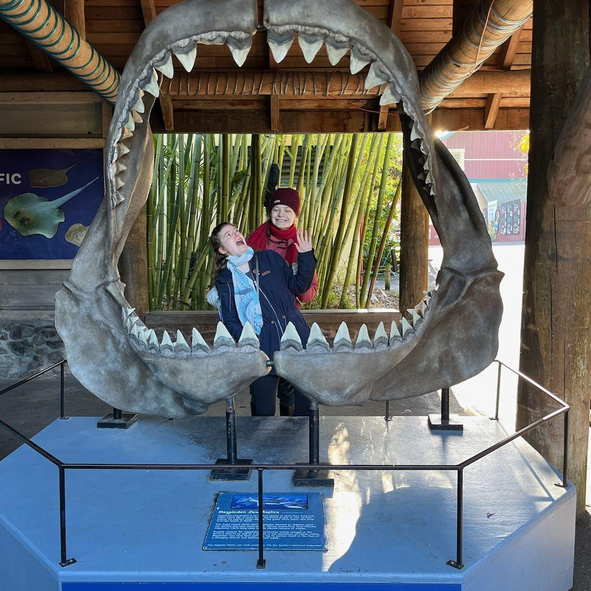Shark attack!