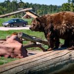 Bear Country USA