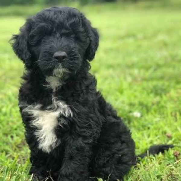 Our New Puppy
