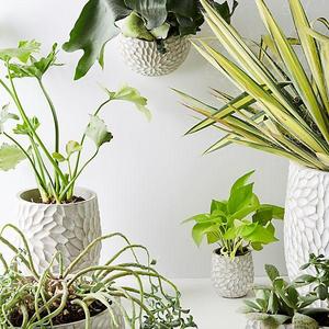 Medium Chrysanthemum Pot
