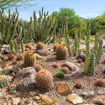 Arizona-Sonora Desert Museum