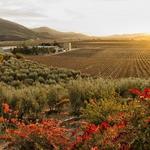 Valle de Guadalupe