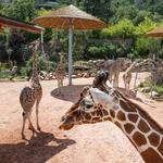 Cheyenne Mountain Zoo