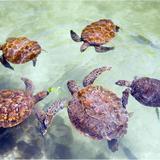 Nungwi Marine Turtles Mnarani