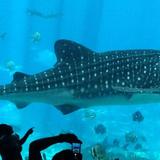 Georgia Aquarium
