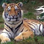 The Buffalo Zoo