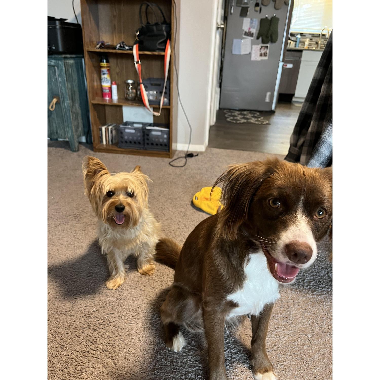 The couples fur babies: Doris and Harvey