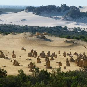 Pinnacles, Koalas & Sand Boarding 4WD Adventure
