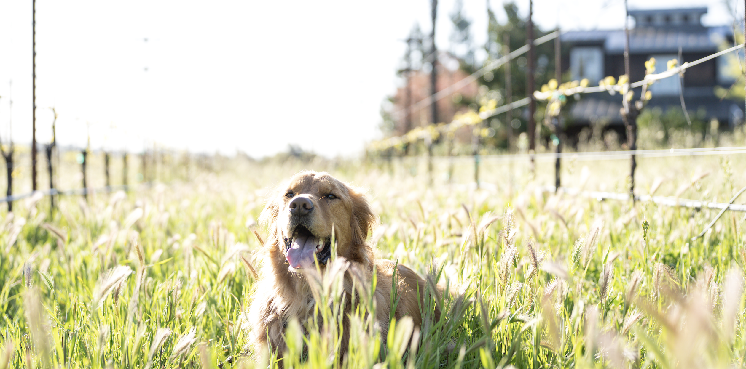 The Wedding Website of Lizzie Walls and Braden Tavelli