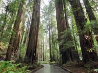 Muir Woods National Monument