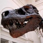 Fernbank Museum | 3D Theater | Forest