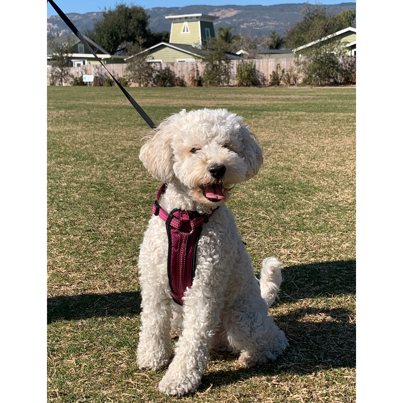 Their dog, Penny is also very excited!