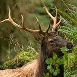 Explore the Hood Canal and the East Olympics