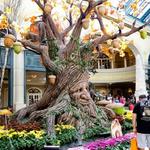 Walk through the Botanical Gardens