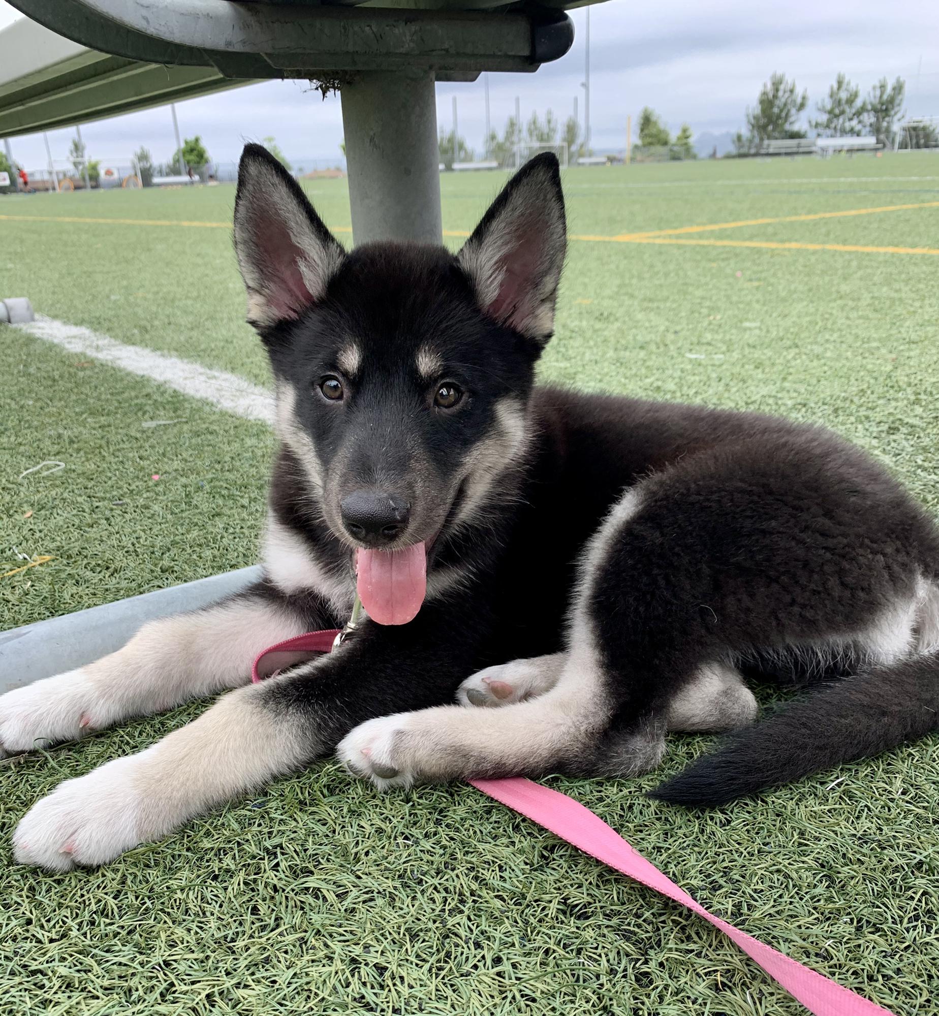 We brought home our pup Romi — 2020