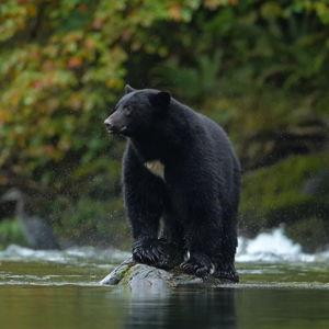 Whistler Morning With The Bears Land Rover Scenic Tour
