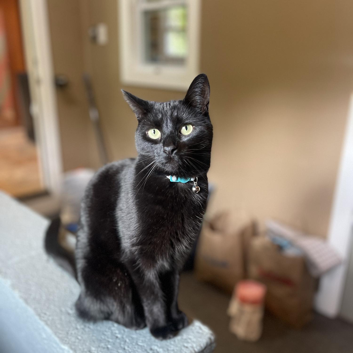 Arguably the star of the show, our girl Luna!