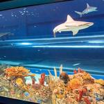 Texas State Aquarium