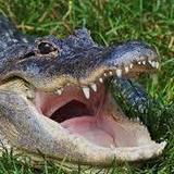 Everglades Holiday Park Airboat Tours and Rides