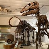 Geology Museum