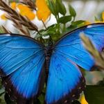Callaway Resort & Gardens