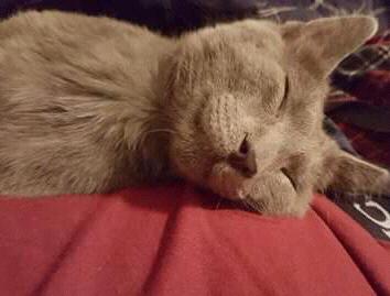 Cat Tax