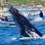 Whale Watching Boat Tour