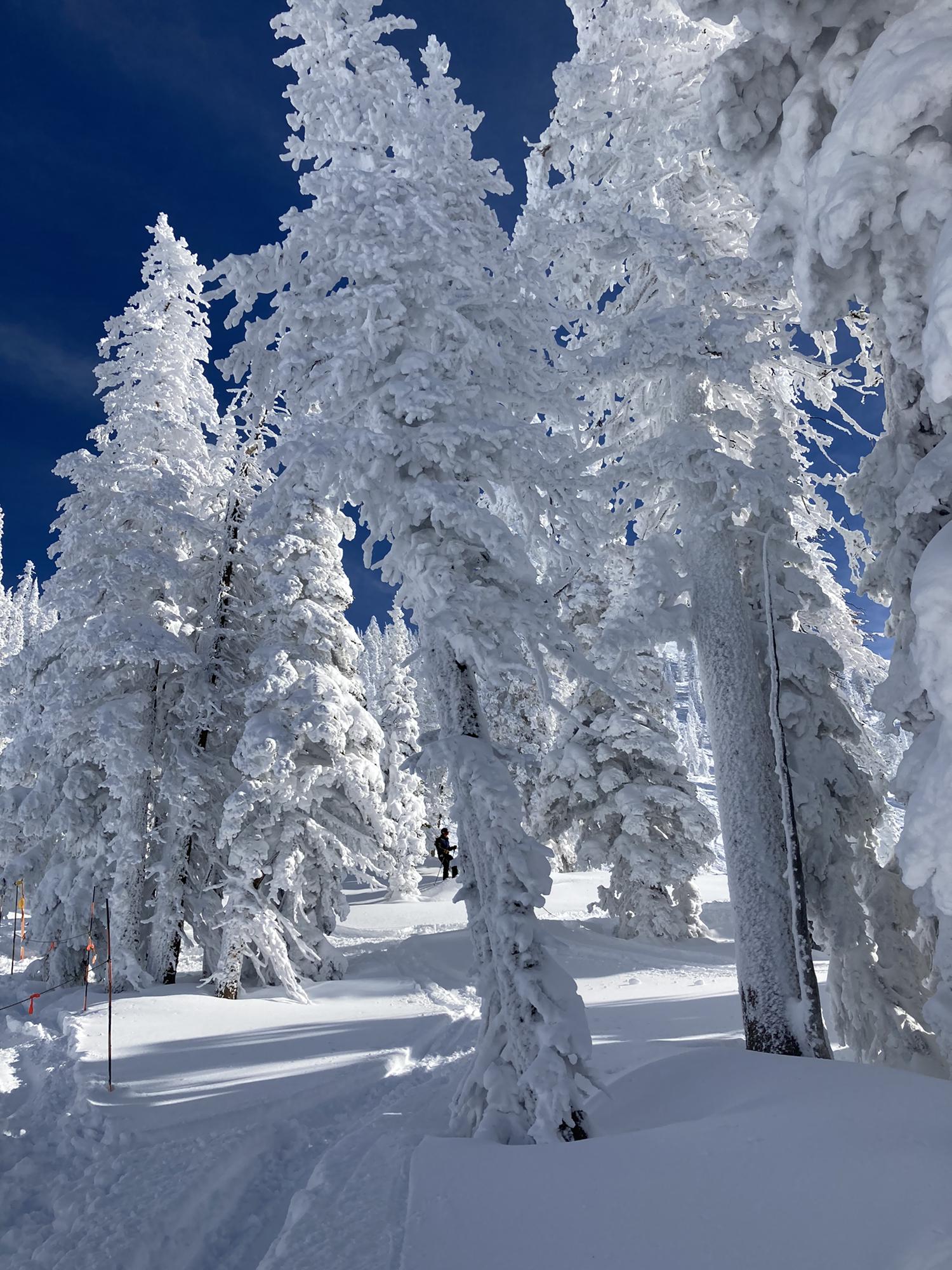 Ben skiing through the trees at Targee.