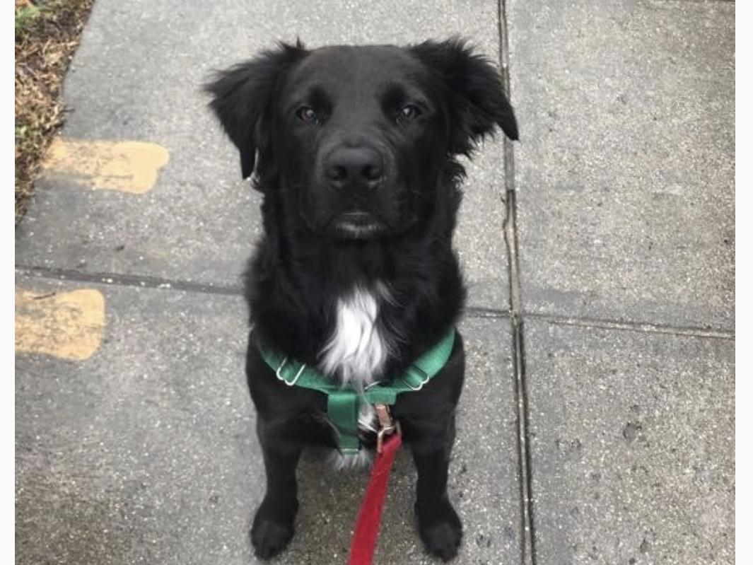 Pet Hotel in DC for Dean