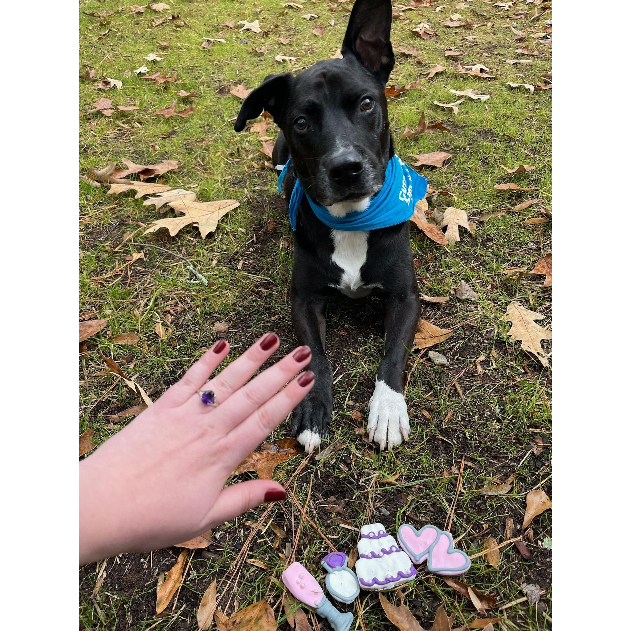 Rudy after our engagement with his wedding themed dog cookies.