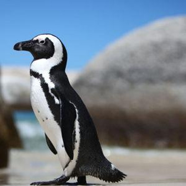 Half Day African Penguin Tour For Two