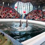 Dolphinarium Varna