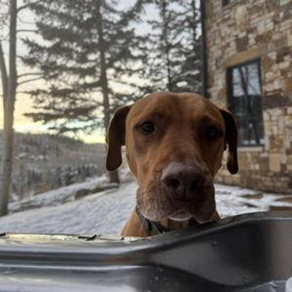 Year's Supply Of Dog Treats