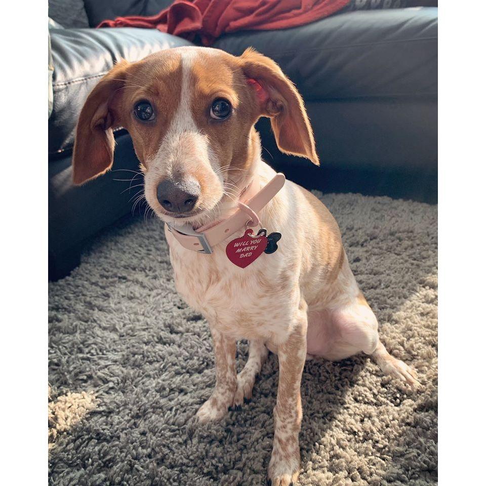 How Sal proposed: Addie's dog tag reads, "Will you marry Dad?"