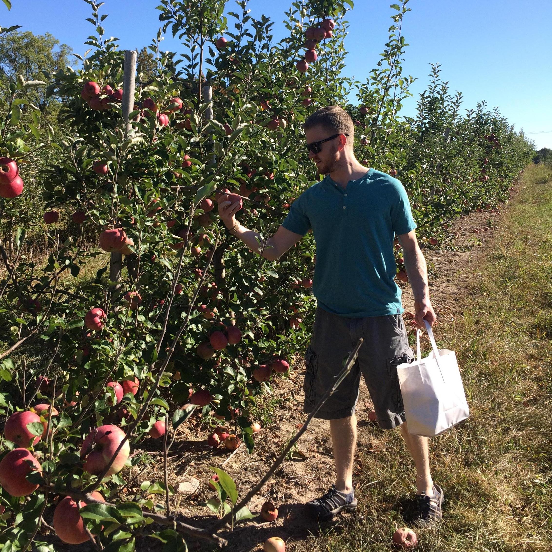We don't let a fall pass us by without apple picking - Dave has very high standards for his apples