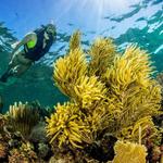 Snorkeling