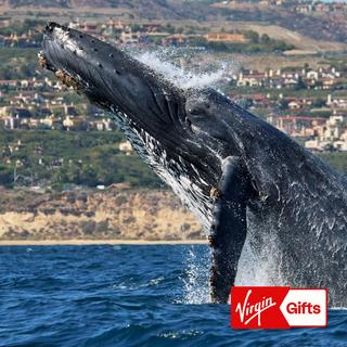 Newport Beach Whale Watching for 2 - Los Angeles