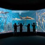 Maritime Aquarium