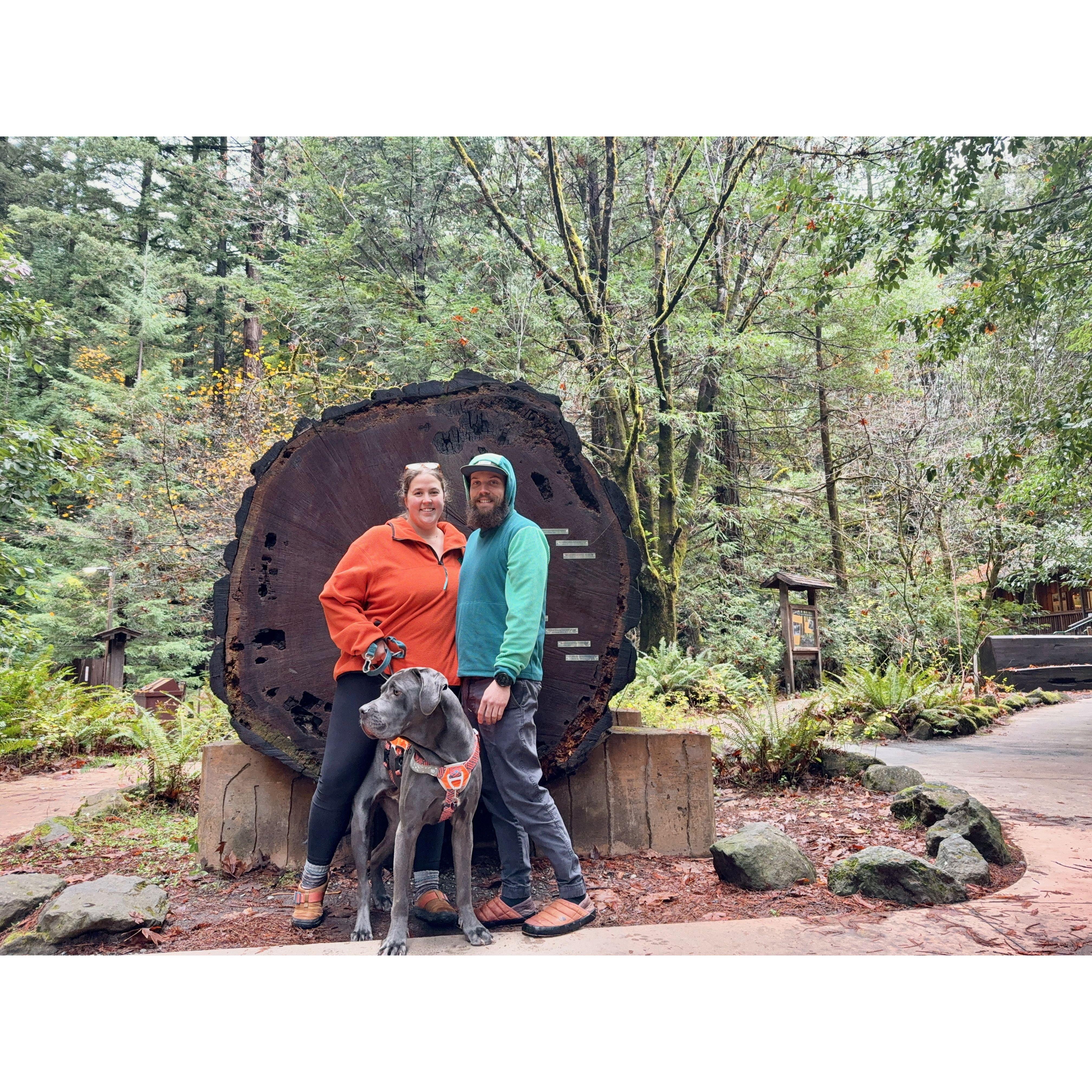 Redwoords National Park, CA