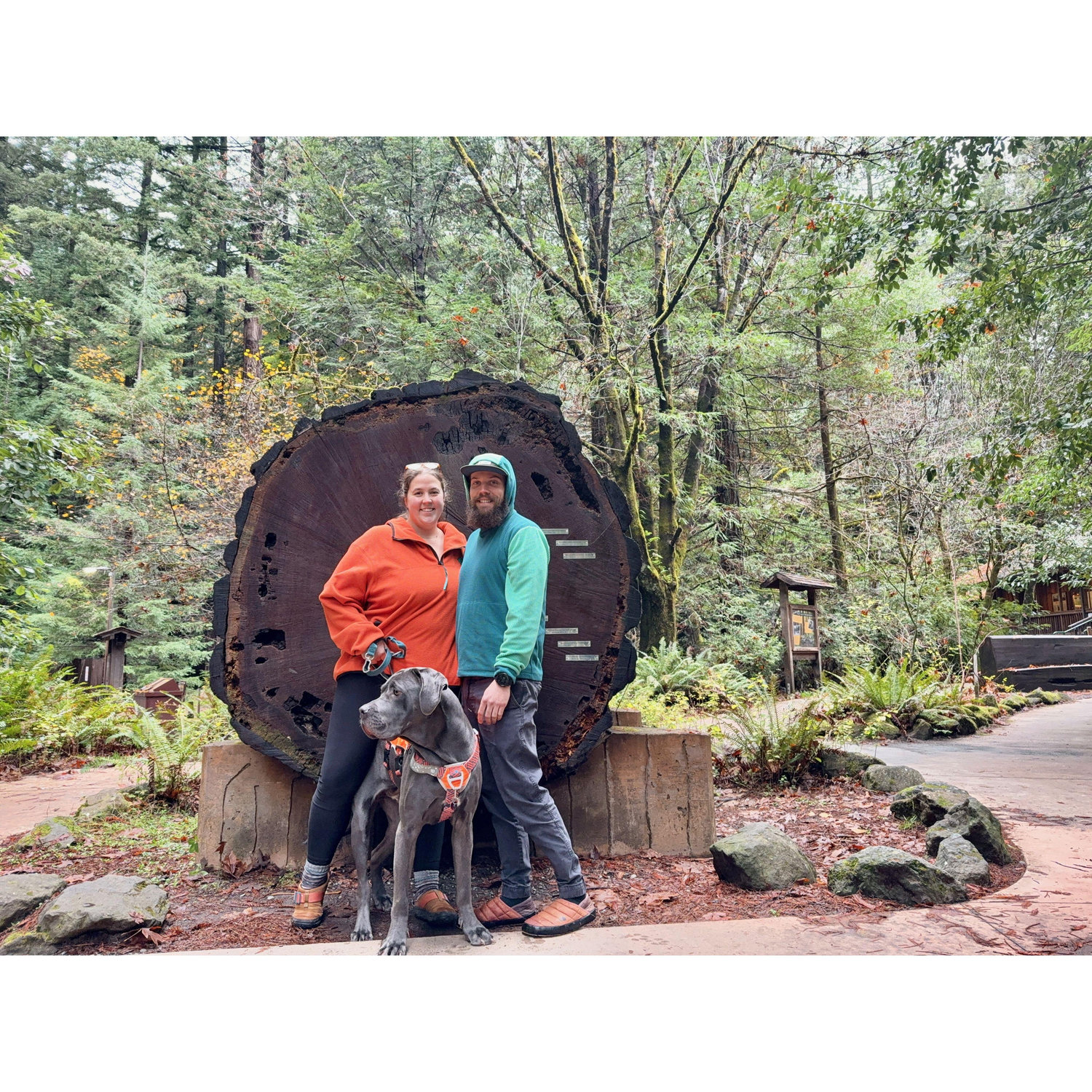 Redwoords National Park, CA