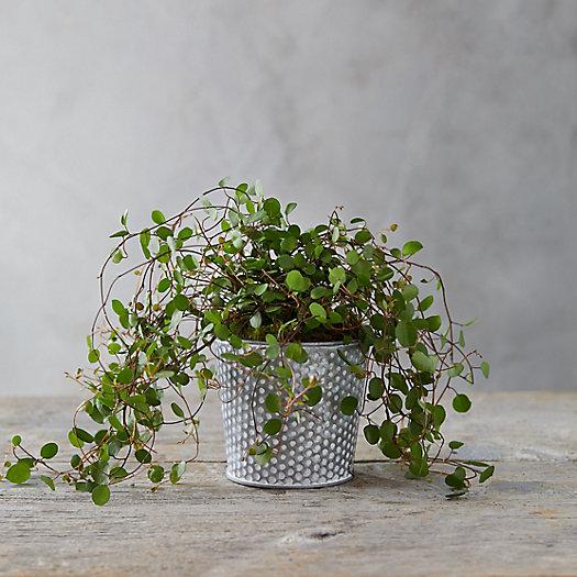 Angel Vine, Small Dot Pot
