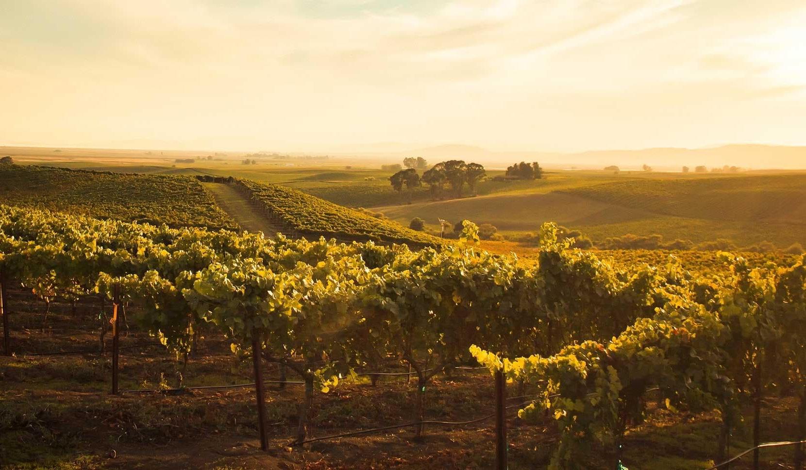 The Wedding Website of Andrea Nelson and Mike Bishop