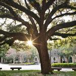 Louisiana State University