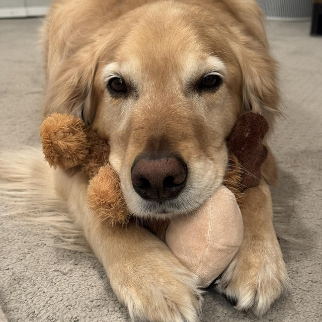 Pet Hotel For Charlie