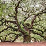 Angel Oak Tree
