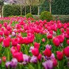 The Dallas Arboretum and Botanical Garden