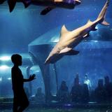 Oklahoma Aquarium
