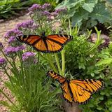 Butterfly Wonderland