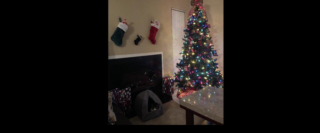 Our very first Christmas together in the apartment! Notice our cute little elf in her cat hut, we miss you Bella! (December 2018)