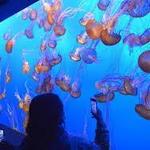 Monterey Bay Aquarium